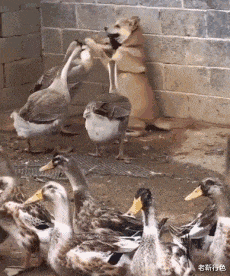 宝贝你吃鸡的样子真美[100P]