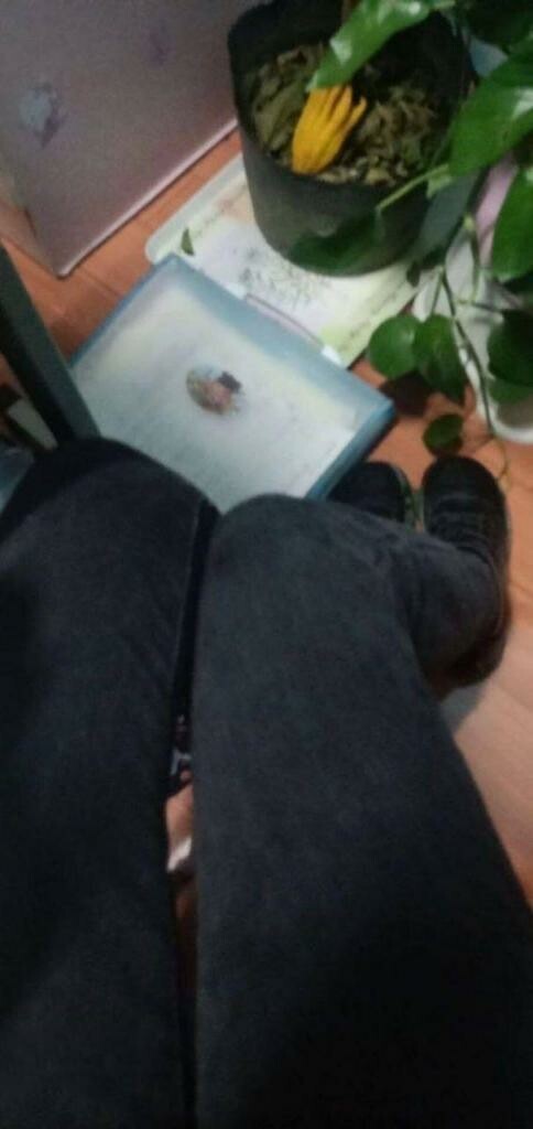 清纯脸蛋下藏着是经历了风雨的逼